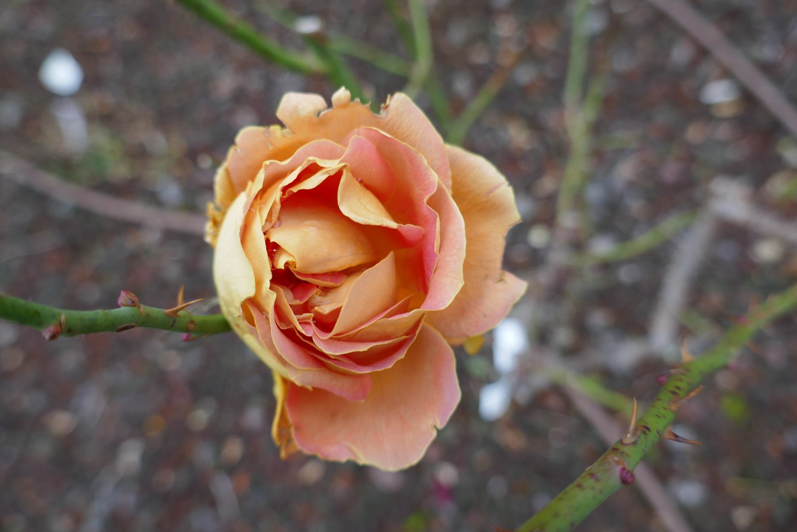 Le bellissime Rose del Parco di San Giovanni - Trieste | Secret World Trip Planner