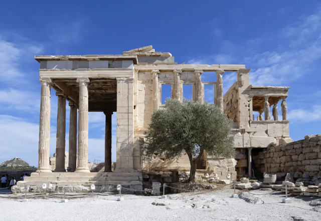L'ulivo dell'Acropoli — Atene
