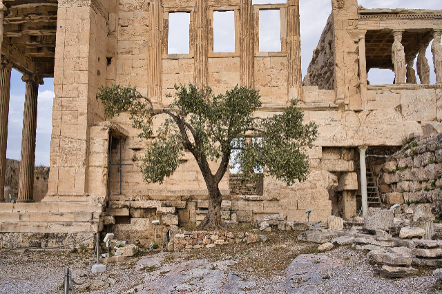 L'ulivo dell'Acropoli - Atene | Secret World Trip Planner