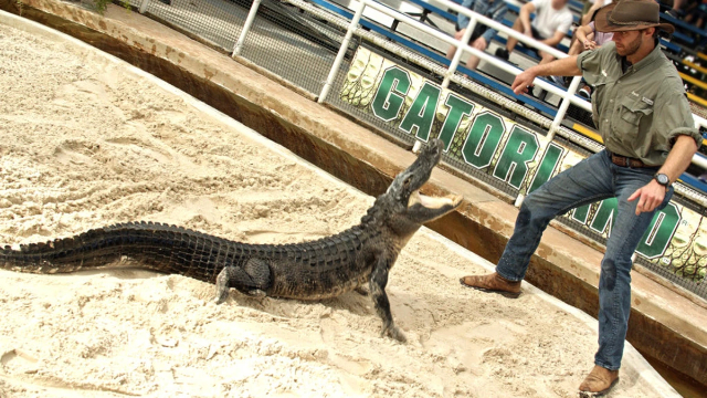 ZIP LINE AT GATORLAND - Orlando | Secret World Trip Planner