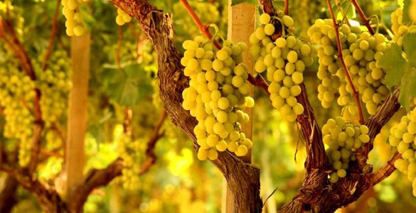 Фиано ди Авеллино DOCG - Provincia di Avellino | Secret World Trip Planner