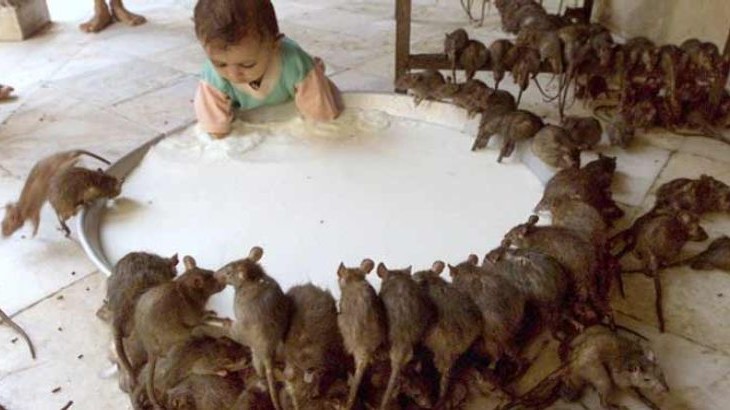 Karni Mata Temple - Bikaner | Secret World Trip Planner