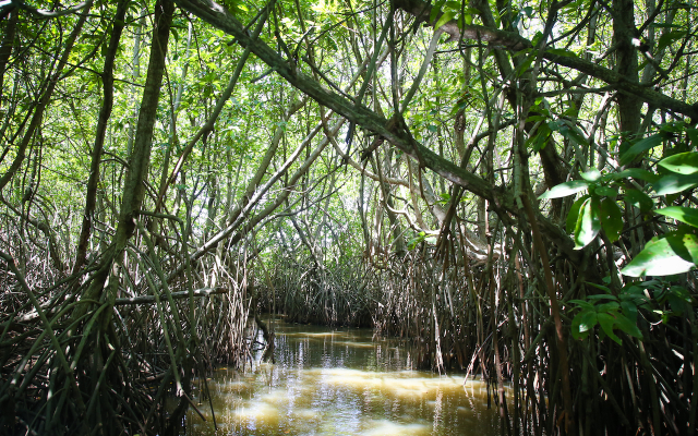 Сад мангрових дерев Нара - Negombo | Secret World Trip Planner
