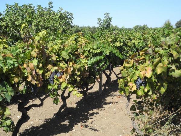 Primitivo di Manduria - Manduria | Secret World Trip Planner