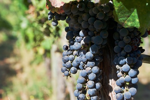 Aleatico di Gradoli DOC - Gradoli | Secret World Trip Planner