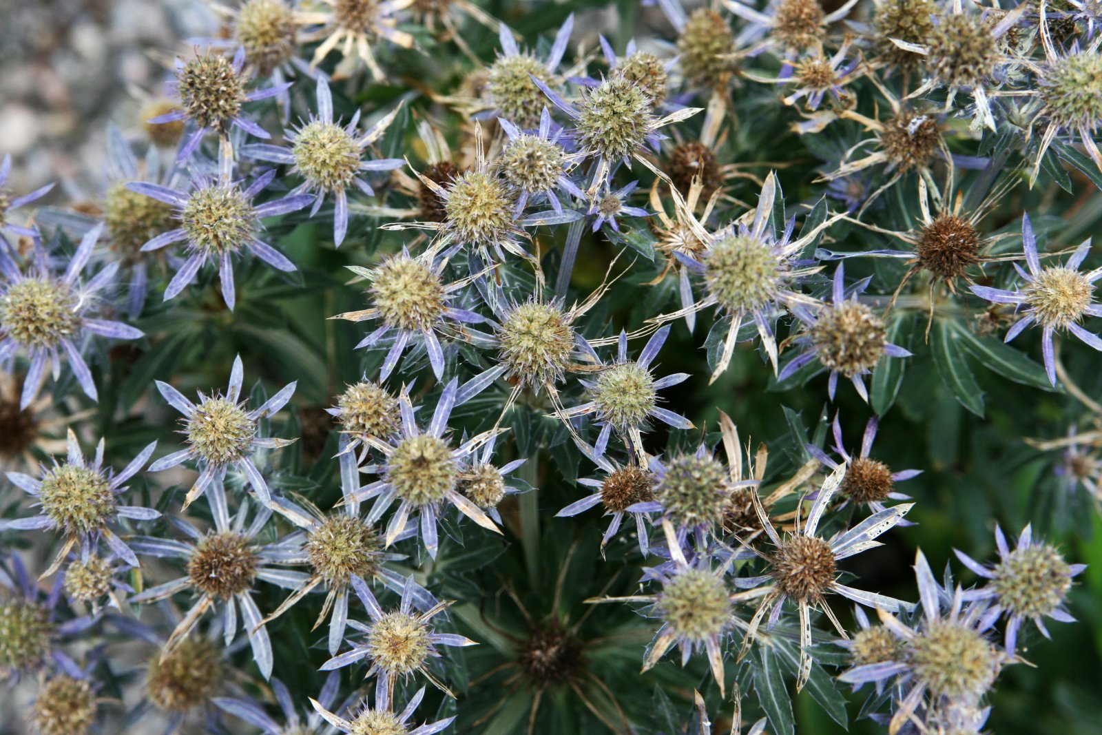 Montreal Botanical Garden, Canada - Montréal | Secret World Trip Planner