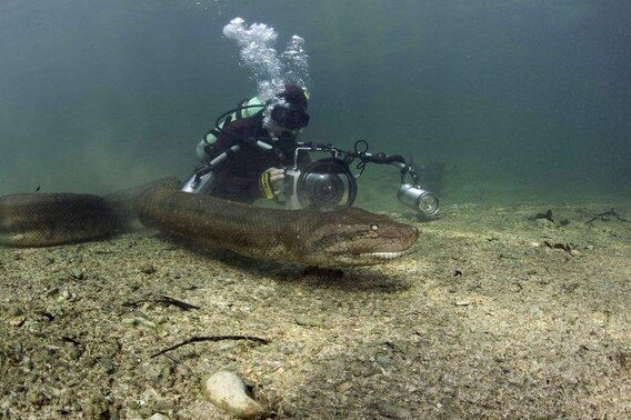 Dive the Amazon River — Manaus